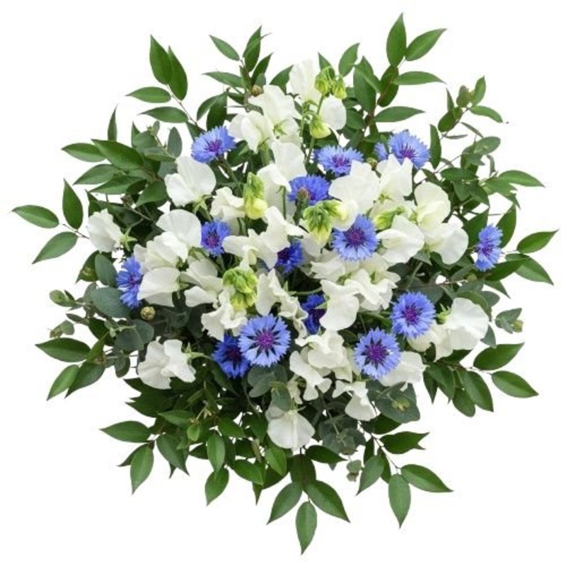 Blue Mist Bouquet-Small (15 stems) & Medium (20 stems) & Regular (25 stems) & Large (30 stems) & Extra Large (35 stems) & Luxury 40 stems) & Glamour (50 stems) & Exclusive Glamour (60 stems) & Premium (80 stems) & Premium Extra (100 stems) & Posh (120 ste