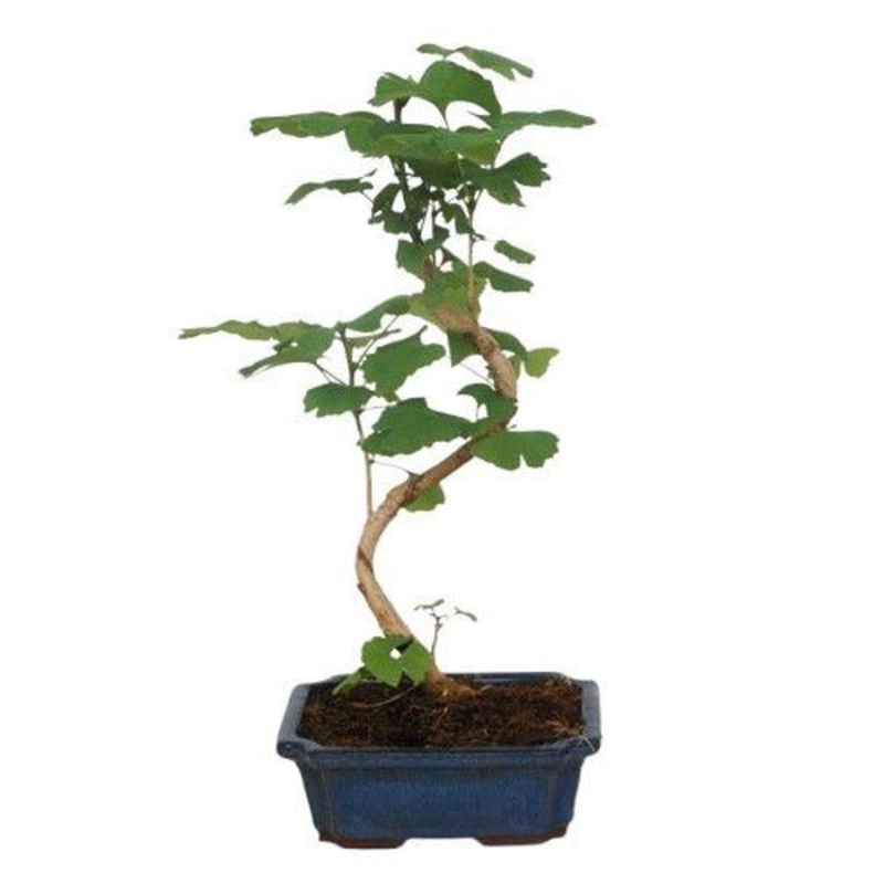 Bonsai Ginkgo Biloba-Small (H: 30 – 35cm) & Regular (H: 45 – 50cm)-Blue Pot & Black Pot & Cream Pot