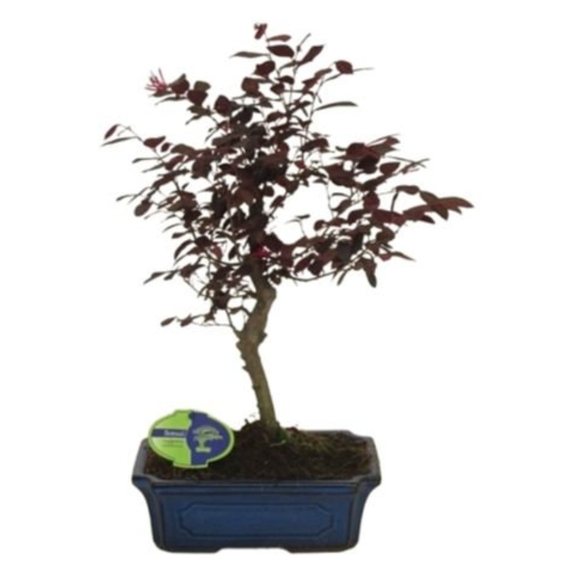 Bonsai Loropetalum Rubra Tree-Blue Pot & Black Pot & Cream Pot