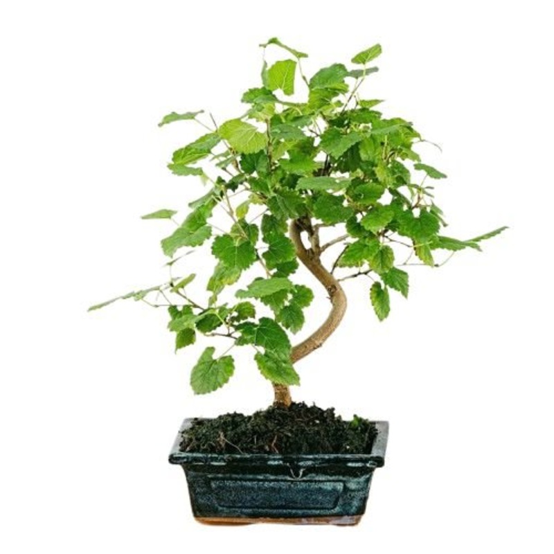 Bonsai Morus Alba-Blue Pot & Black Pot & Cream Pot