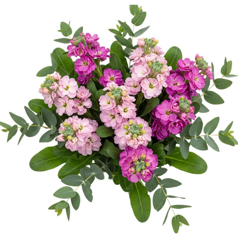 Bouquet of Pink and Cerise Stock with Eucalyptus