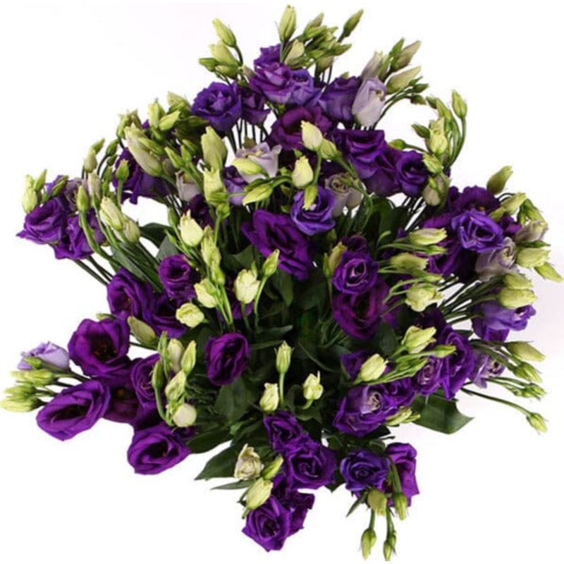 Bouquet of Purple Lisianthus-Extra Small (10 stems) & Small (15 stems) & Regular (20 stems) & Medium (25 stems) & Large (30 stems) & Extra Large (40 stems) & Luxury (50 stems) & Galmour (65 stems) & Exclusive Glamour (80 stems) & Premium (100 stems) & Pre