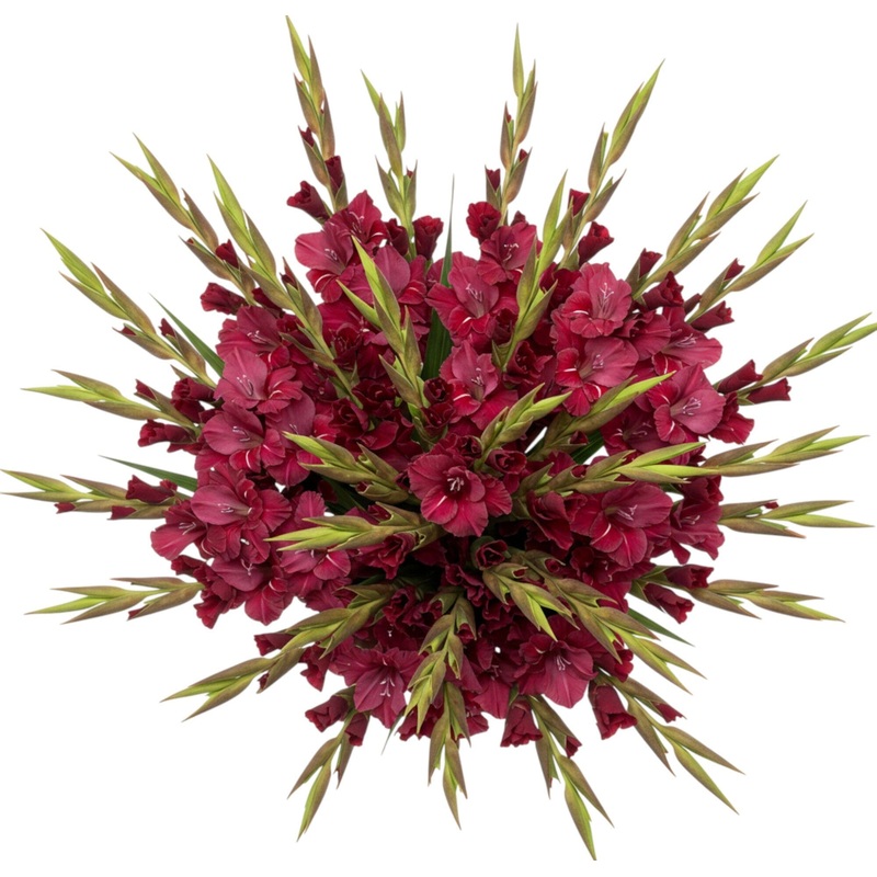 Bouquet of Ruby Red Gladiolus-Small (10 stems) & Regular (15 stems) & Medium (20 stems) & Large (25 stems) & Extra Large (30 stems) & Luxury (40 stems) & Glamour (50 stems) & Exclusive Glamour (60 stems) & Premium (70 stems) & Premium Extra (80 stems) & D