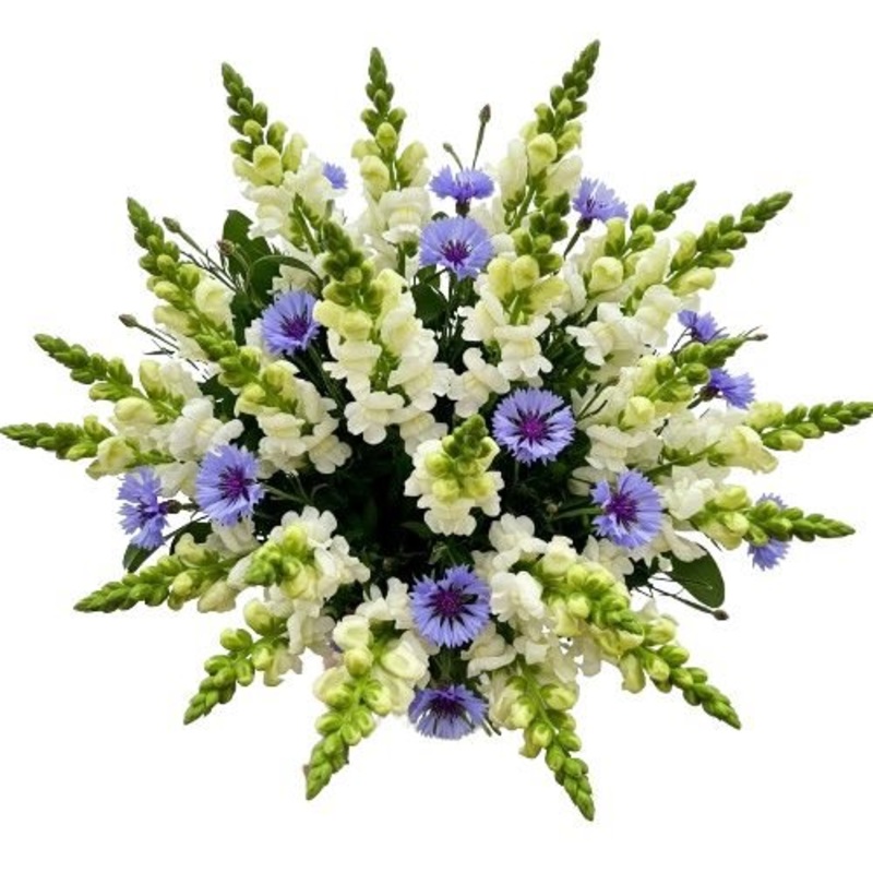Bouquet of Snapdragons and Cornflowers