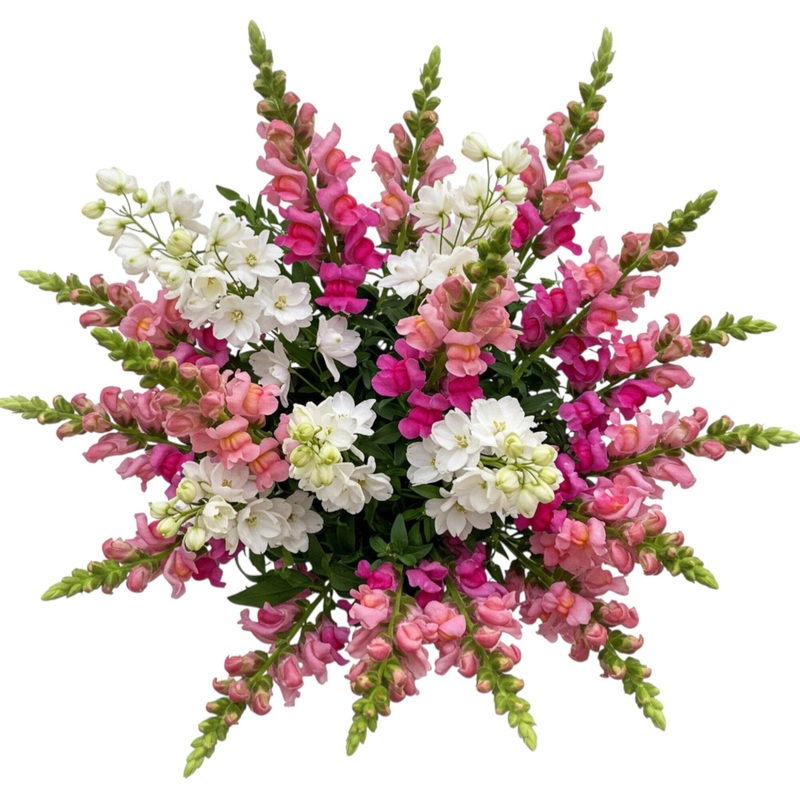 Bouquet of Snapdragons and White Delphinium