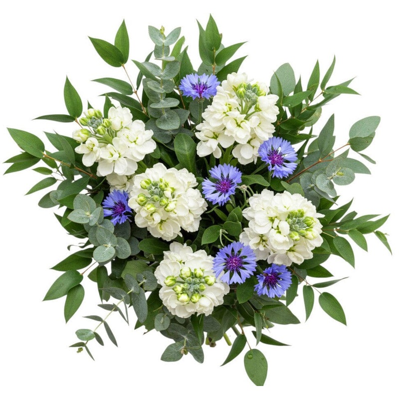 Bouquet of Stock with Blue Cornflowers and Greeneery