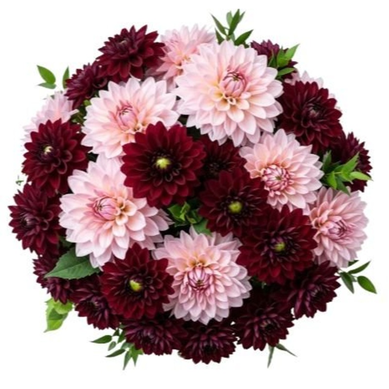 Charming Bouquet of Burgundy and Pink Dahlia