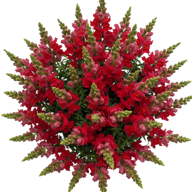 Classic Bouquet of Red Snapdragons