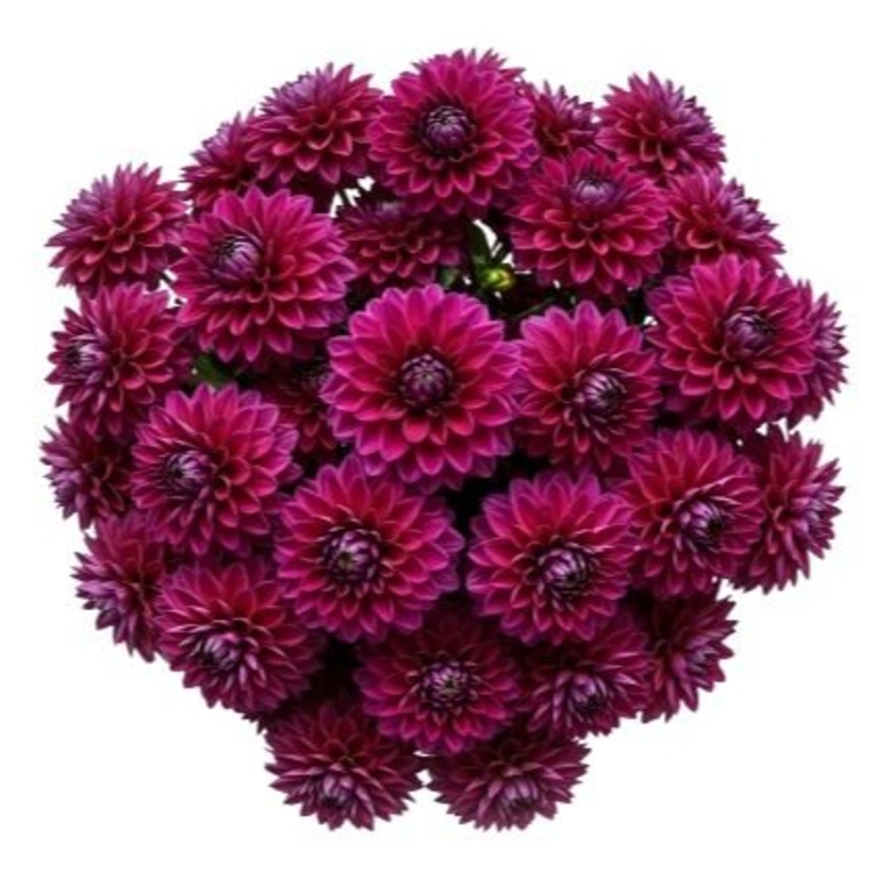Classic Cerise Dahlia Bouquet-Small (10 stems) & Regular (15 stems) & Medium (20 stems) & Large (25 stems) & Extra Large (30 stems) & Luxury (40 stems) & Galmour (50 stems) & Exclusive Glamour (65 stems) & Premium (80 stems) & Deluxe (100 stems) & Deluxe