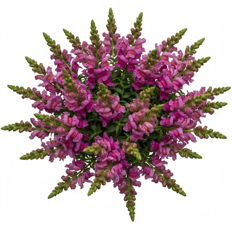 Classic Cerise Snapdragon Bouquet