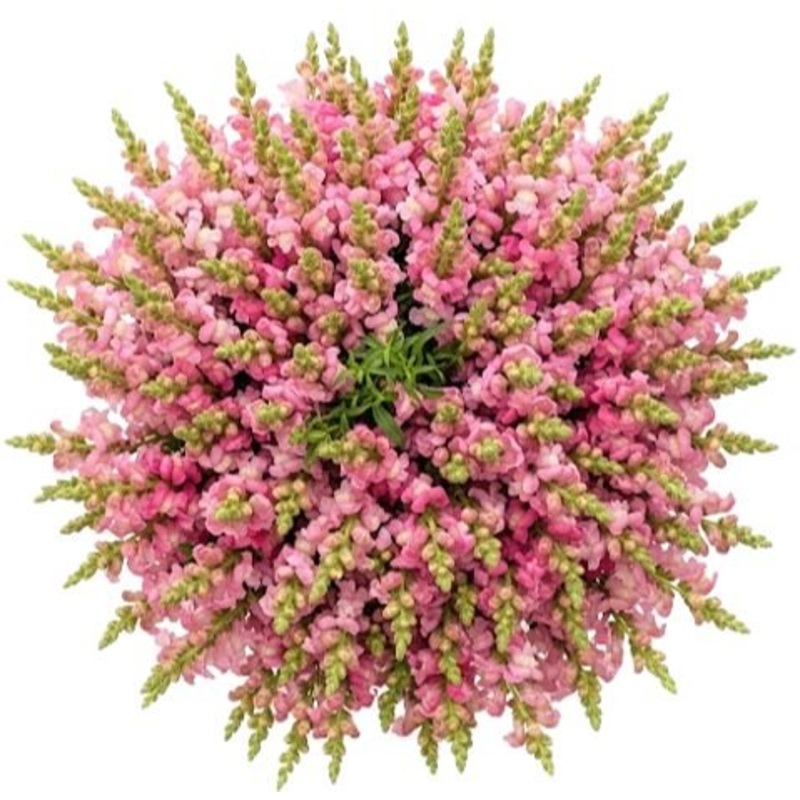 Classic Pink Snapdragon Bouquet