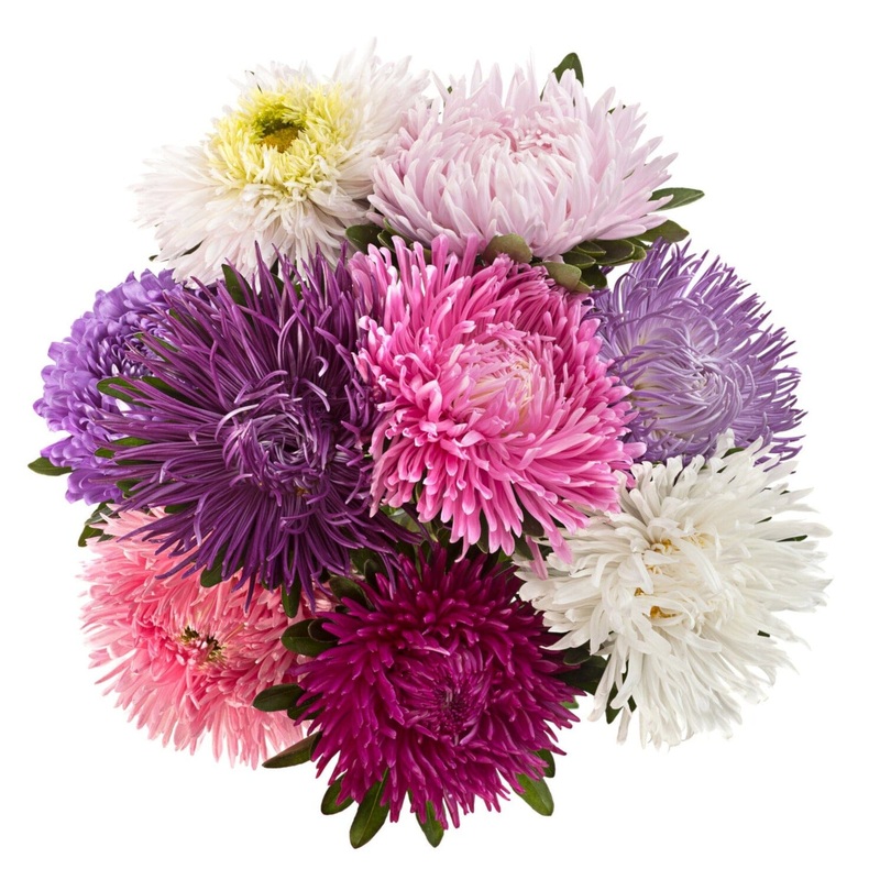 Colored China Aster Bouquet-Small (10 stems) & Regular (20 stems) & Large (30 stems) & Extra Large (40 stems) & Luxury (50 stems) & Glamour (80 stems) & Exclusive Glamour (100 stems) & Premium (120 stems) & Posh (150 stems)