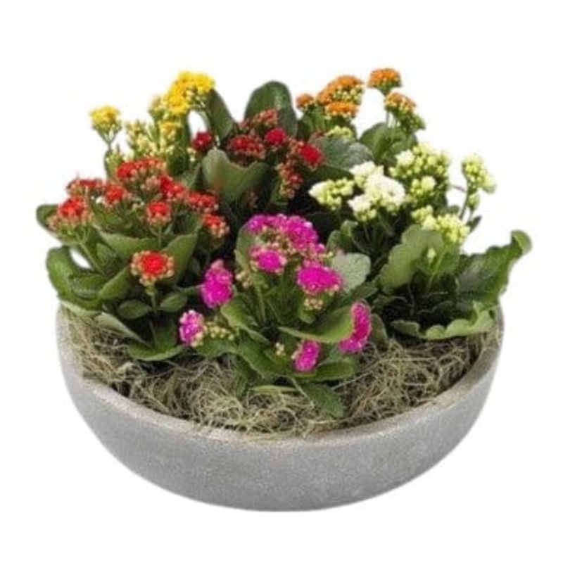Kalanchoe in Ceramic Bowl-Extra Small (3 plants) & Small (4 plants) & Medium (5 plants) & Standard (6 plants) & Large (8 plants) & Glamour (12 plants) & Posh (15 plants)-Mix Colour & Pink Kalanchoe & White Kalanchoe & Red Kalanchoe & Orange Kalanchoe & Ce