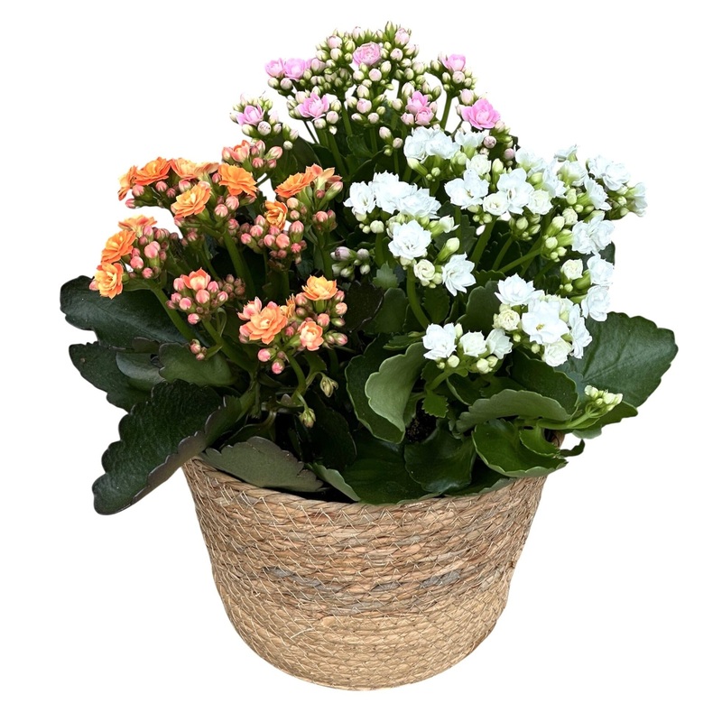 Kalanchoe Plant Arrangement in Round Basket