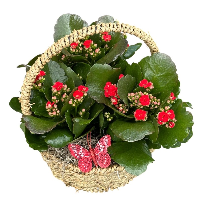 Kalanchoe Plants in Round Basket with Handle