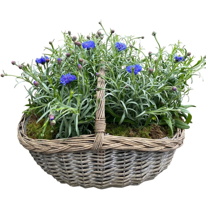 Pretty Basket of Blue Cornflowers Plants