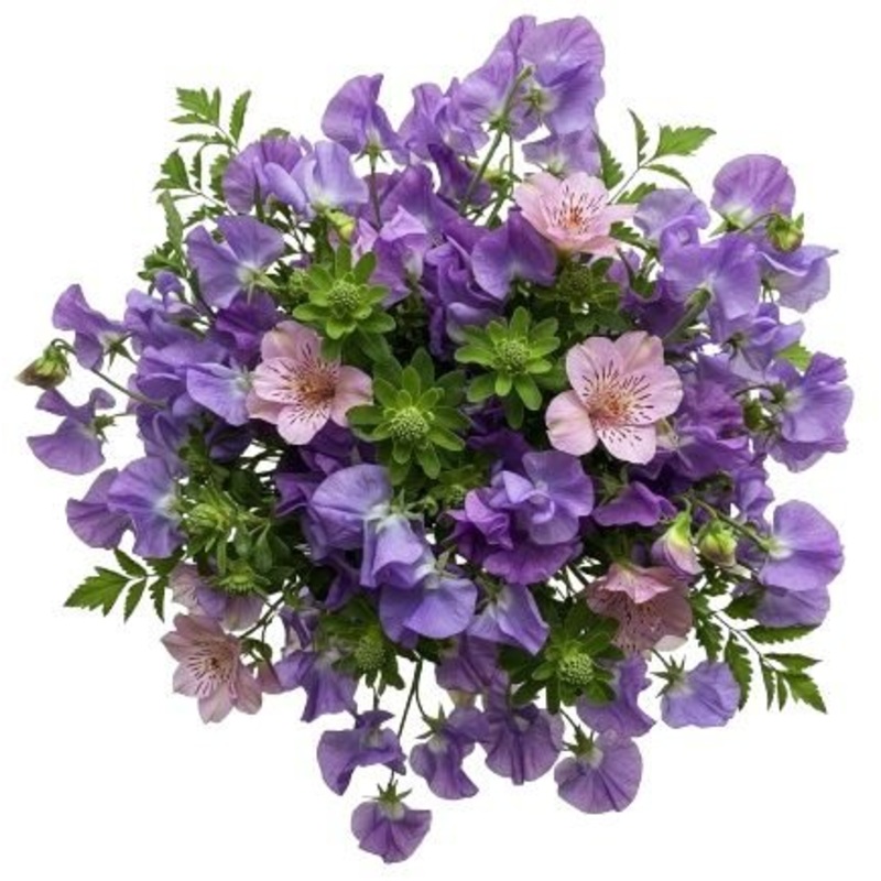Sweet Peas with Pink Alstroemeria Bouquet