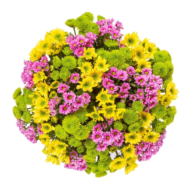 Vibrant Chrysanthemum Trio Bouquet