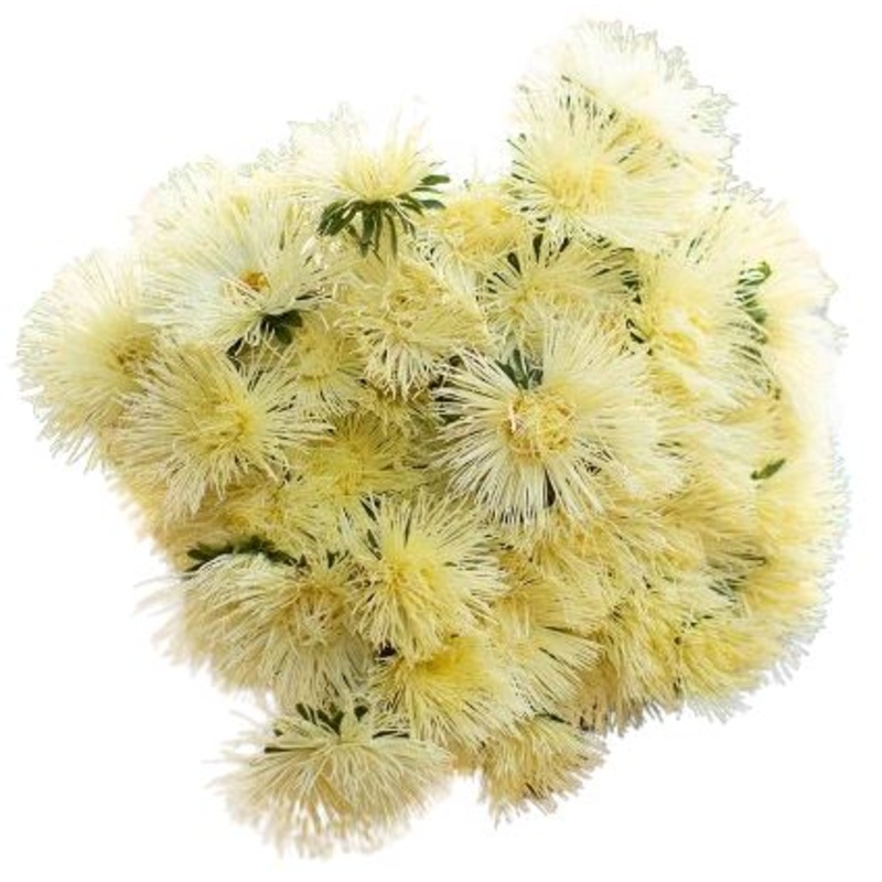 Yellow China Aster Bouquet-Small (10 stems) & Regular (20 stems) & Large (30 stems) & Extra Large (40 stems) & Luxury (50 stems) & Glamour (80 stems) & Exclusive Glamour (100 stems) & Premium (120 stems) & Posh (150 stems)