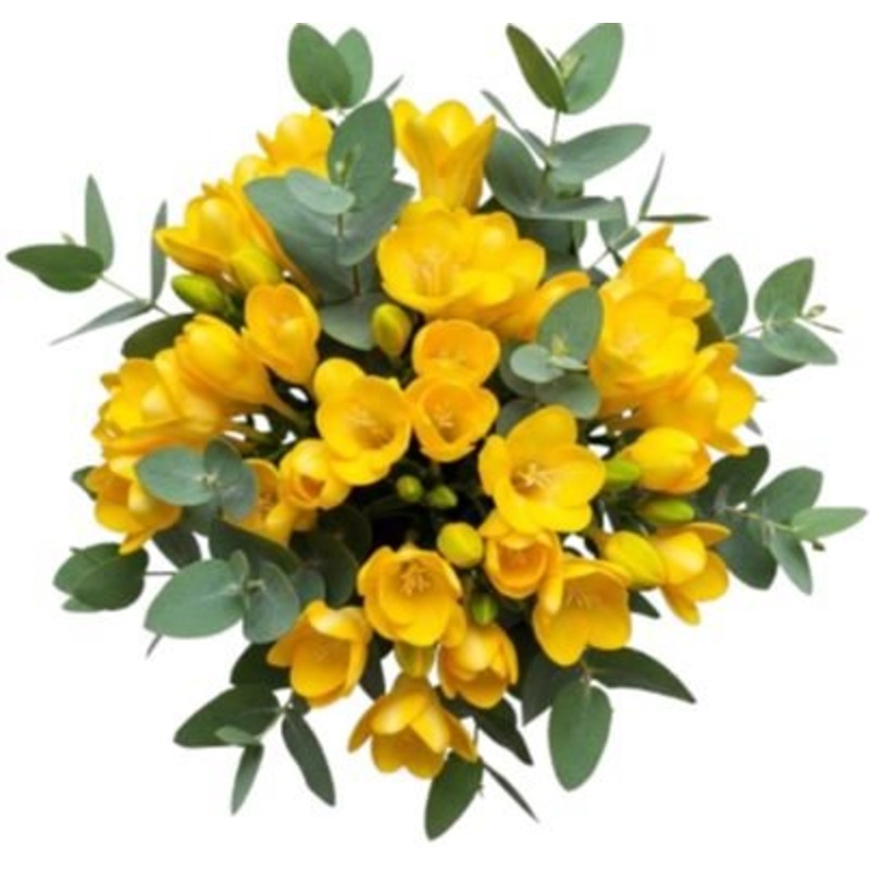 Aromatic Bouquet of Freesias and Eucalyptus