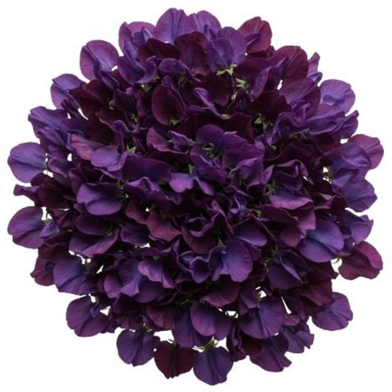 Bouquet Deep Purple Sweet Pea-Mini (10 stems) & Extra Small (15 stems) & Small (20 stems) & Medium (25 stems) & Regular (30 stems) & Large (40 stems) & Extra Large (50 stems) & Luxury (60 stems) & Glamour (70 stems) & Premium (80 stems) & Premium Extra (9