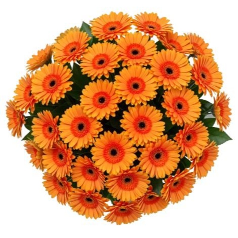 Bouquet of Orange Gerberas with Greenery