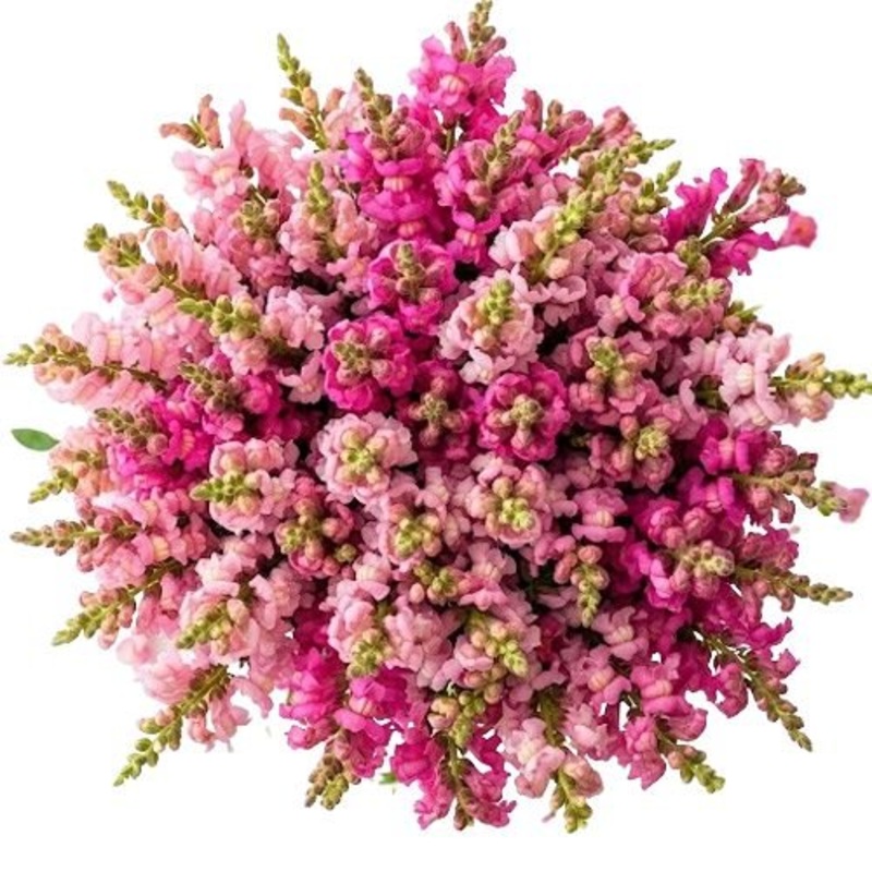 Bouquet of Pink and Light Pink Snapdragons