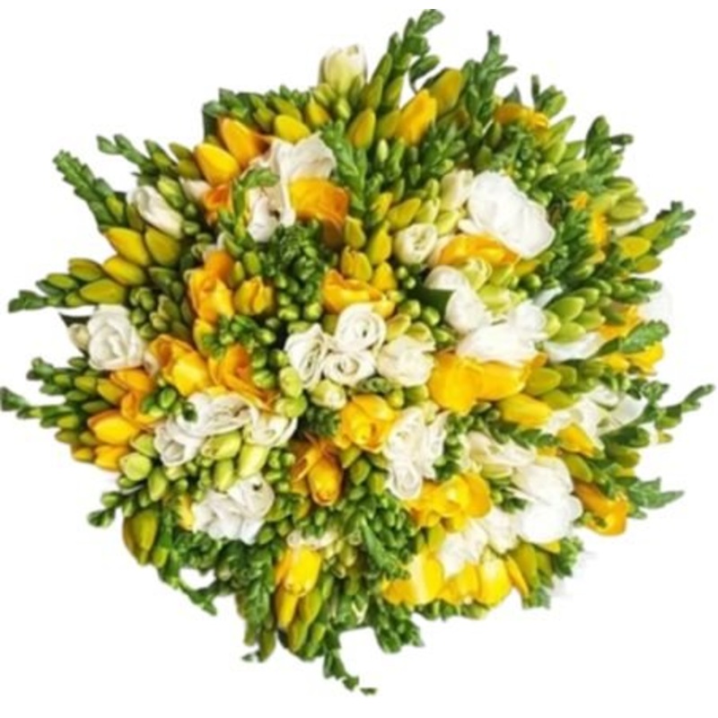 Bouquet of White and Yellow Freesias