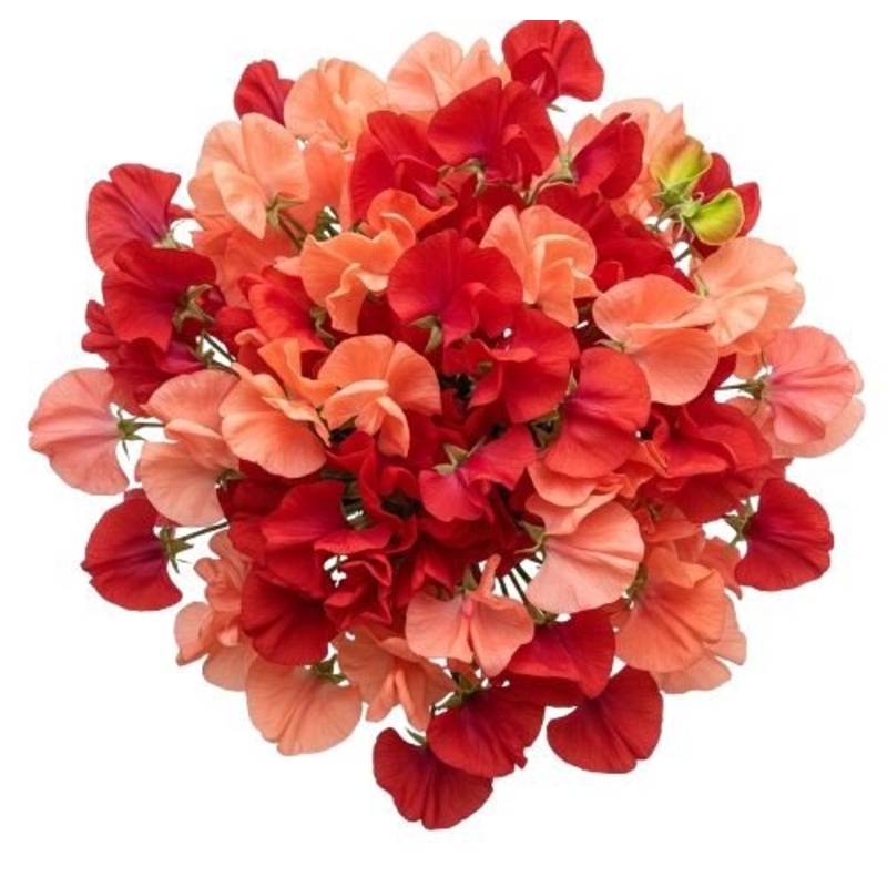 Bright Bouquet of Red and Coral Sweet Pea
