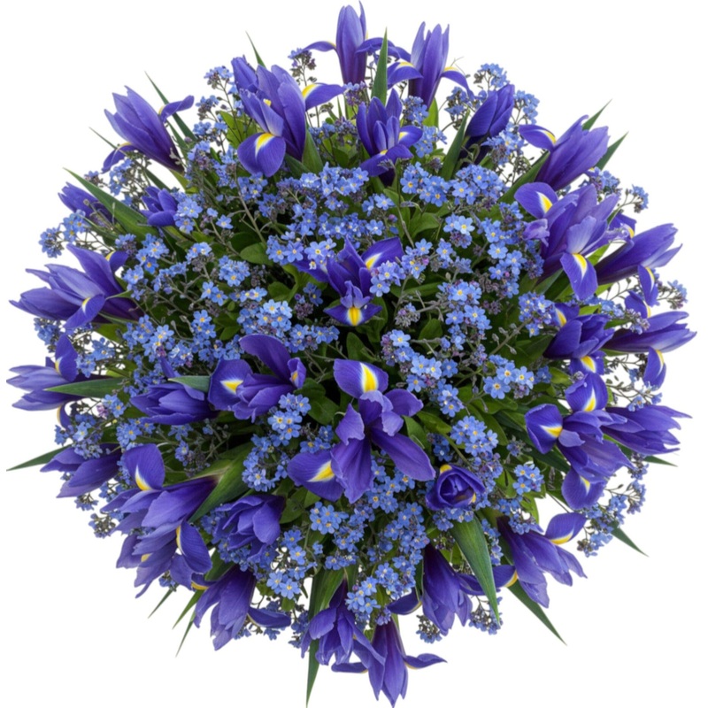 Charming Bouquet of Iris with Forget Me Not