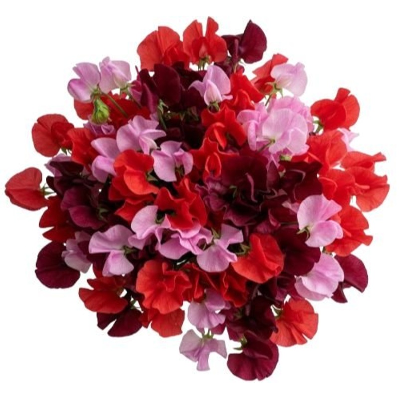 Charming Shades of Red and Pink Sweet Peas Bouquet