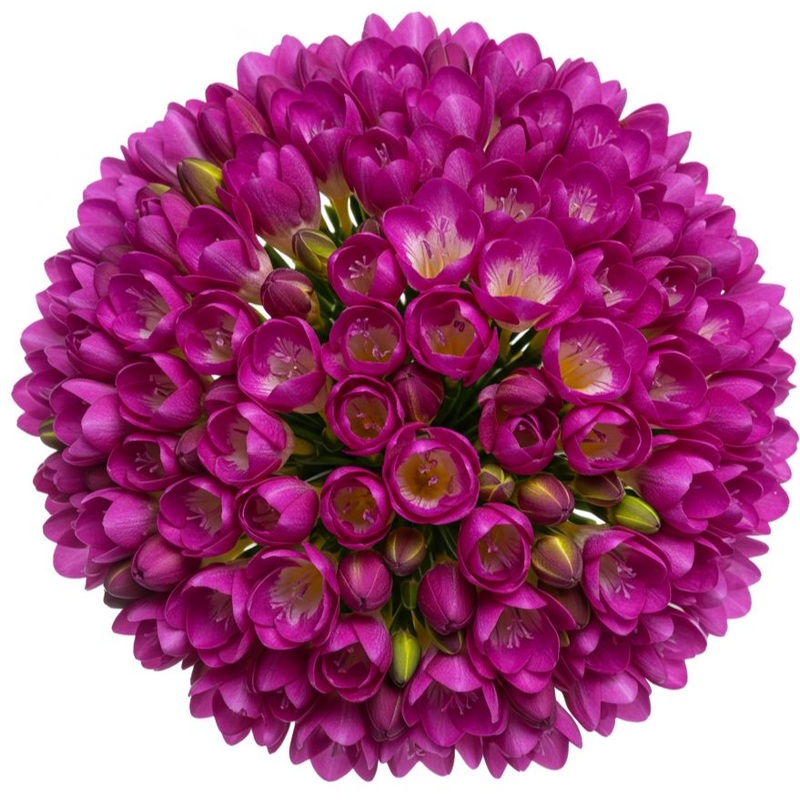 Classic Aromatic Freesias Bouquet