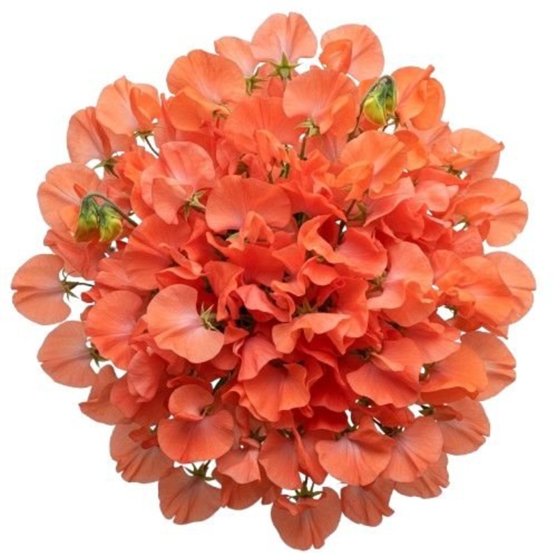 Classic Bouquet of Coral Sweet Pea