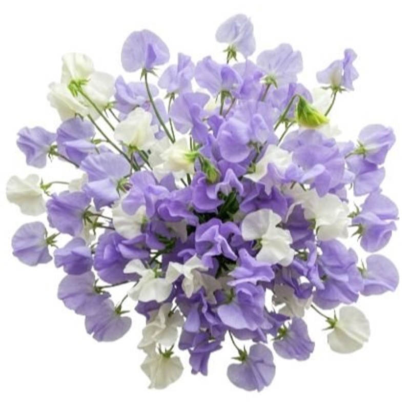 Classic Bouquet of Purple and White Sweet Pea