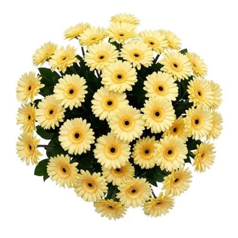 Classic Pastel Yellow Gerberas Bouquet