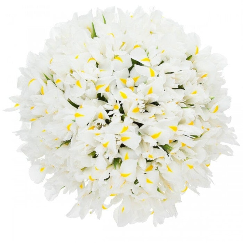 Classic White Iris Bouquet-Small (20 stems) & Regular (30 stems) & Large (40 stems) & Extra Large (50 stems) & Luxury (60 stems) & Glamour (70 stems) & Exclusive Glamour (80 stems) & Premium (90 stems) & Premium Extra  (100 stems) & Deluxe (120 stems) & D