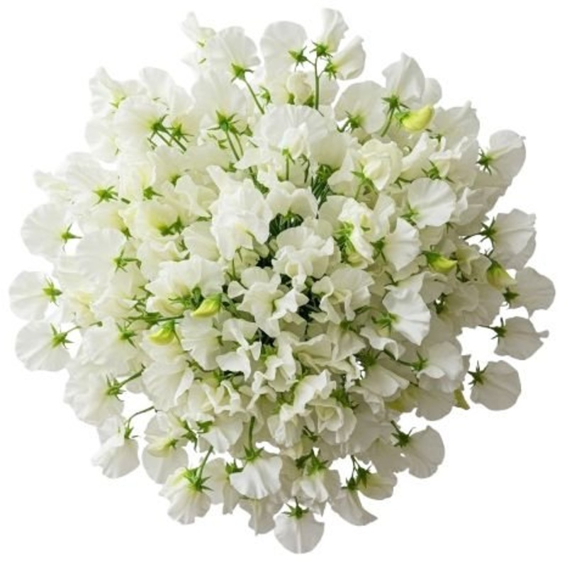 Classic White Sweet Pea Bouquet