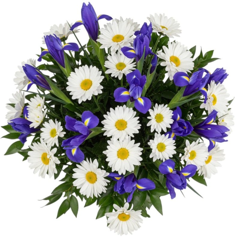 Pretty Bouquet of Daisy Leucanthemum and Iris