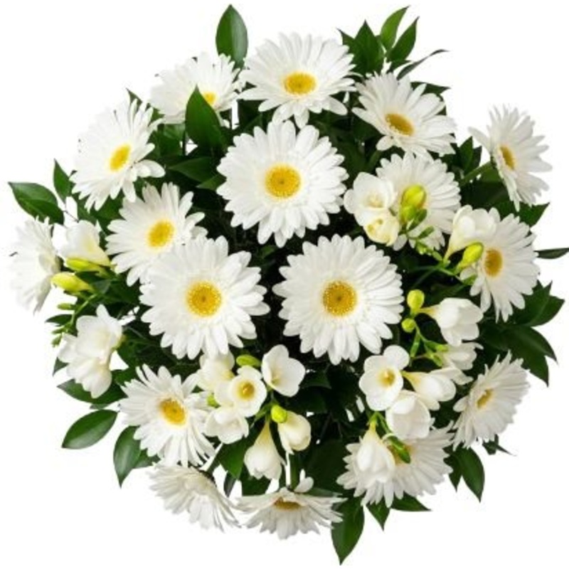 Pretty Bouquet of Freesias and Daisy Leucanthemum