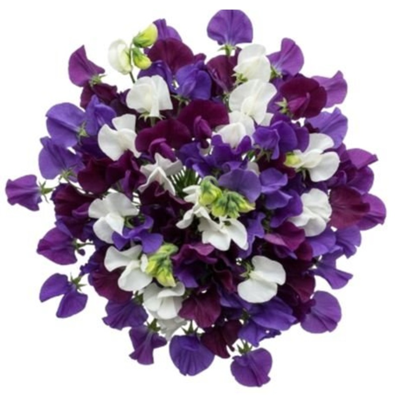 Pretty Bouquet of Purple and White Sweet Pea
