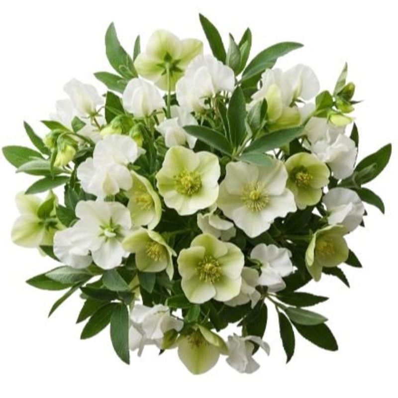 Pretty Bouquet of Sweet Pea and Helleborus