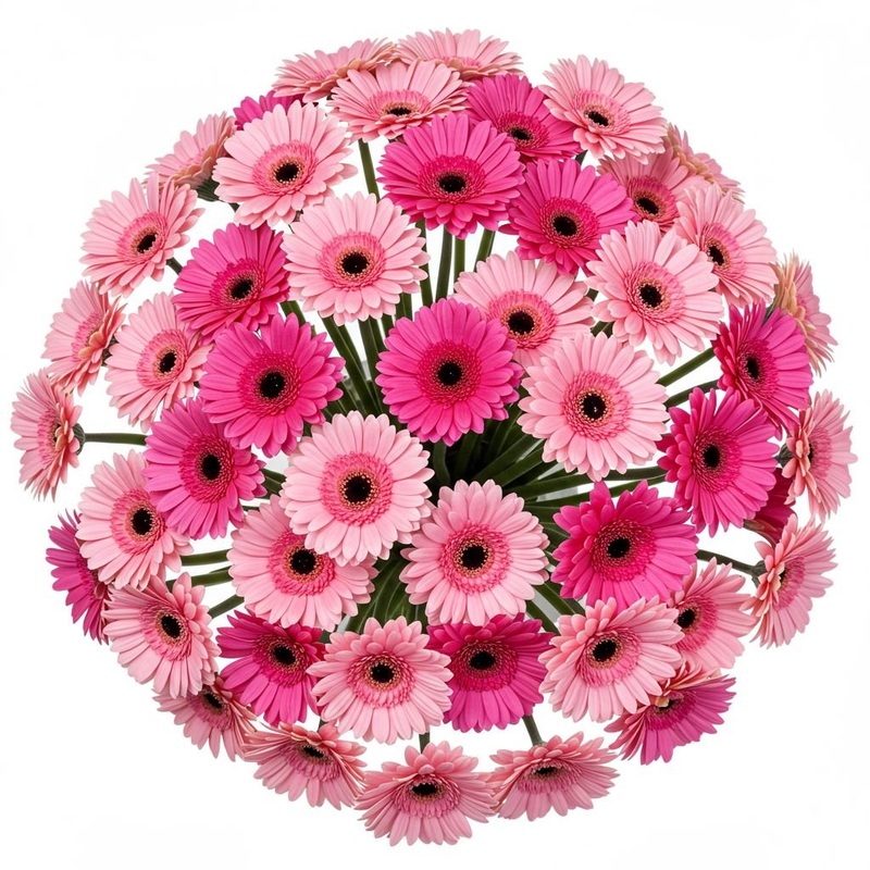 Pretty Pink Duo Gerbera Bouquet