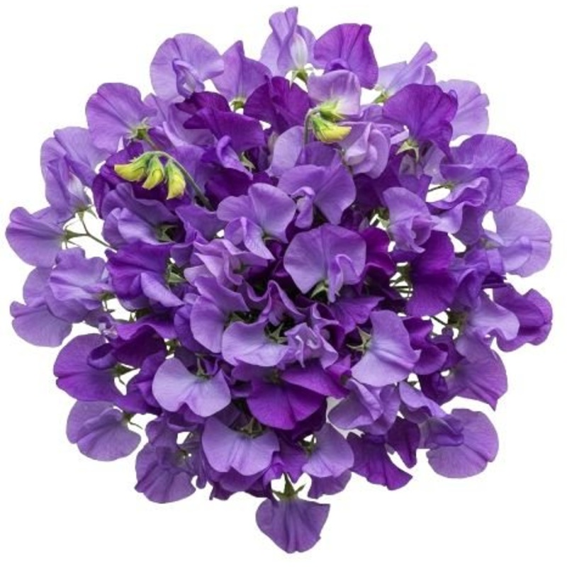 Purple Sweet Pea Bouquet-Mini (10 stems) & Extra Small (15 stems) & Small (20 stems) & Medium (25 stems) & Regular (30 stems) & Large (45 stems) & Extra Large (60 stems) & Luxury (70 stems) & Glamour (85 stems) & Exclusive Glamour (100 stems) & Premium (1