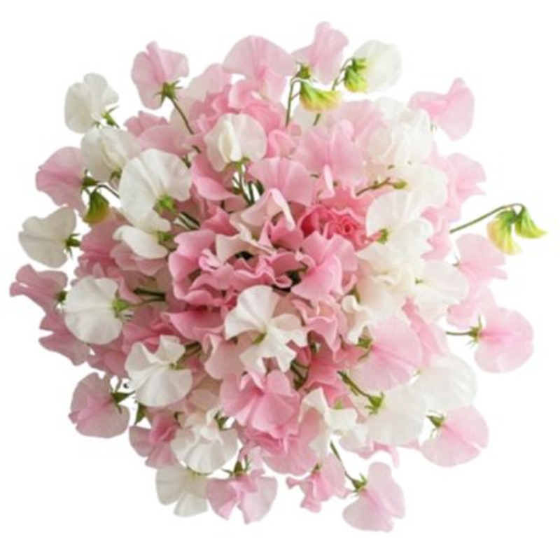 Soft Pink and White Sweet Peas Bouquet