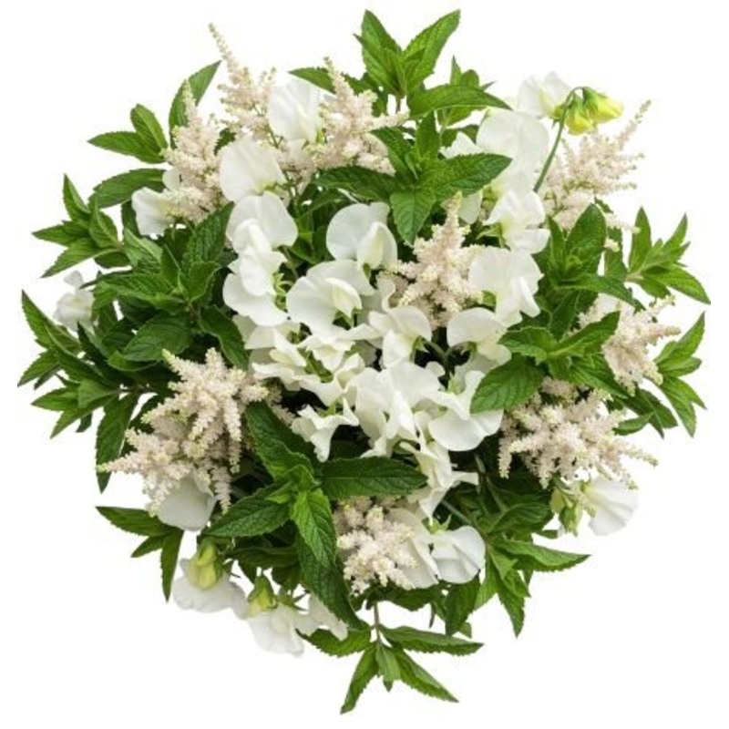 Splendid Bouquet of  Sweet Pea with White Astilbe and Greenery