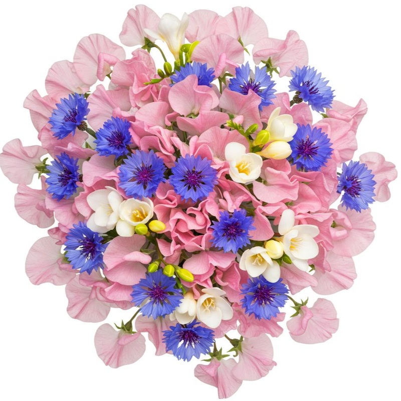 Sweet Pea and Freesias Bouqet with Blue Cornflowers