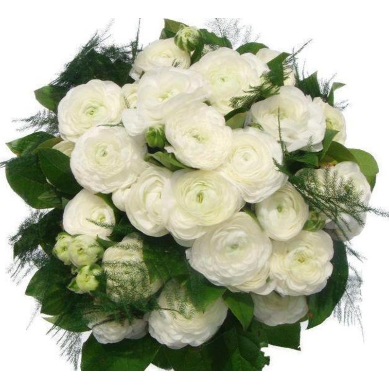 White Ranunculus Bouquet-Small (10 stems) & Regular (15 stems) & Standard (20 stems) & Large (30 stems) & Extra Large (40 stems) & Luxury (50 stems) & Glamour (65 stems) & Exclusive Glamour (80 stems) & Posh (100 stems)