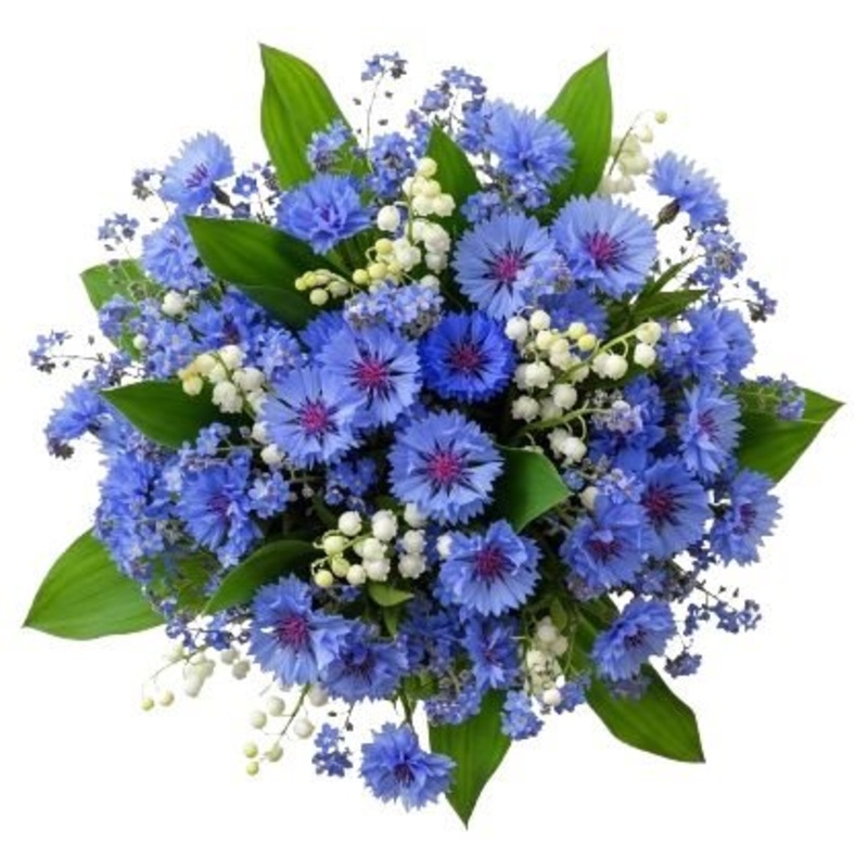 Aromatic Bouquet of Convallaria in Blue