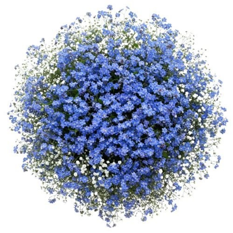 Bouquet  Blue Forget Me Not with Gypsophila