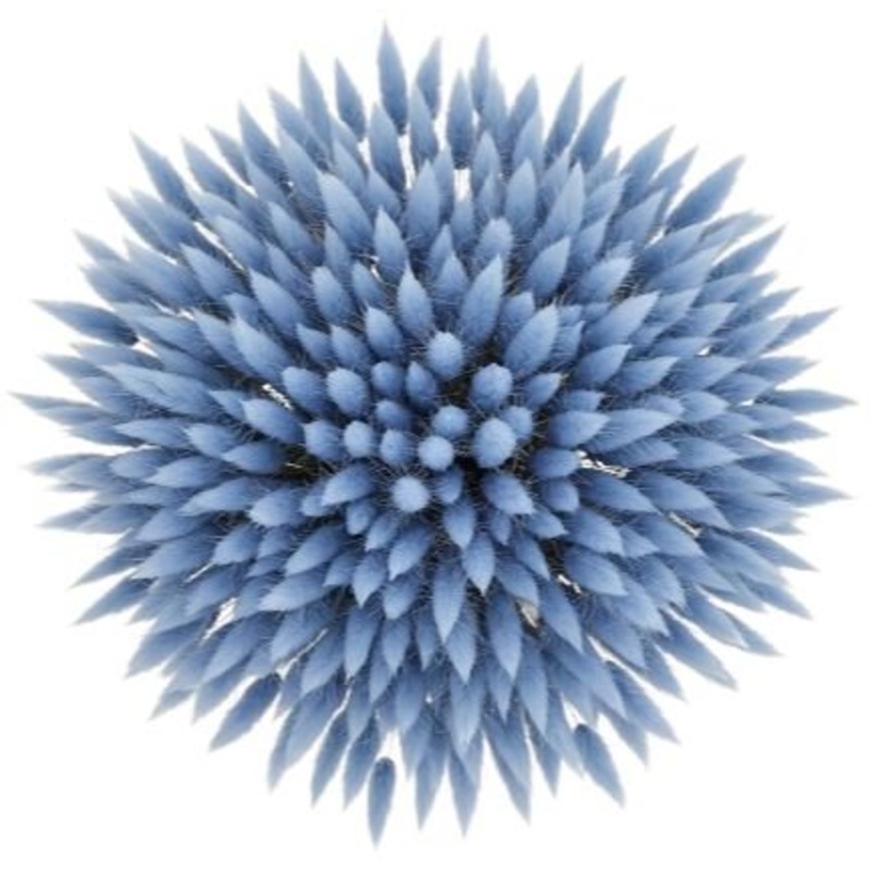 Bouquet of Light Blue Lagurus-Small (25 stems) & Regular (50 stems) & Large (75 stems) & Luxury (100 stems) & Glamour (150 stems) & Exclusive Glamour (200 stems) & Premium (250 stems) & Premium Extra (300 stems + lavender) & Deluxe  (350 stems + lavender)